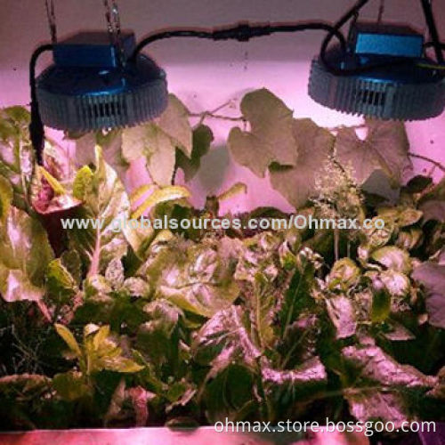 Greenhouse/Hydroponic Grow Light Supplies, with Plant Factory Researching Light Intensity & Spectrum